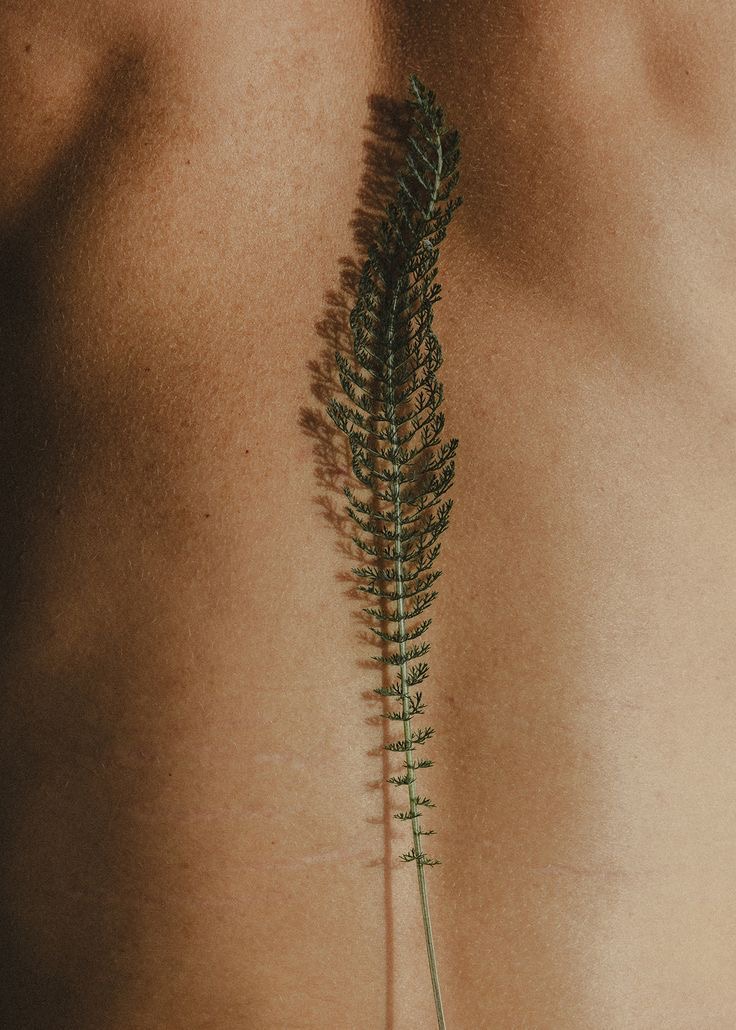 human body back